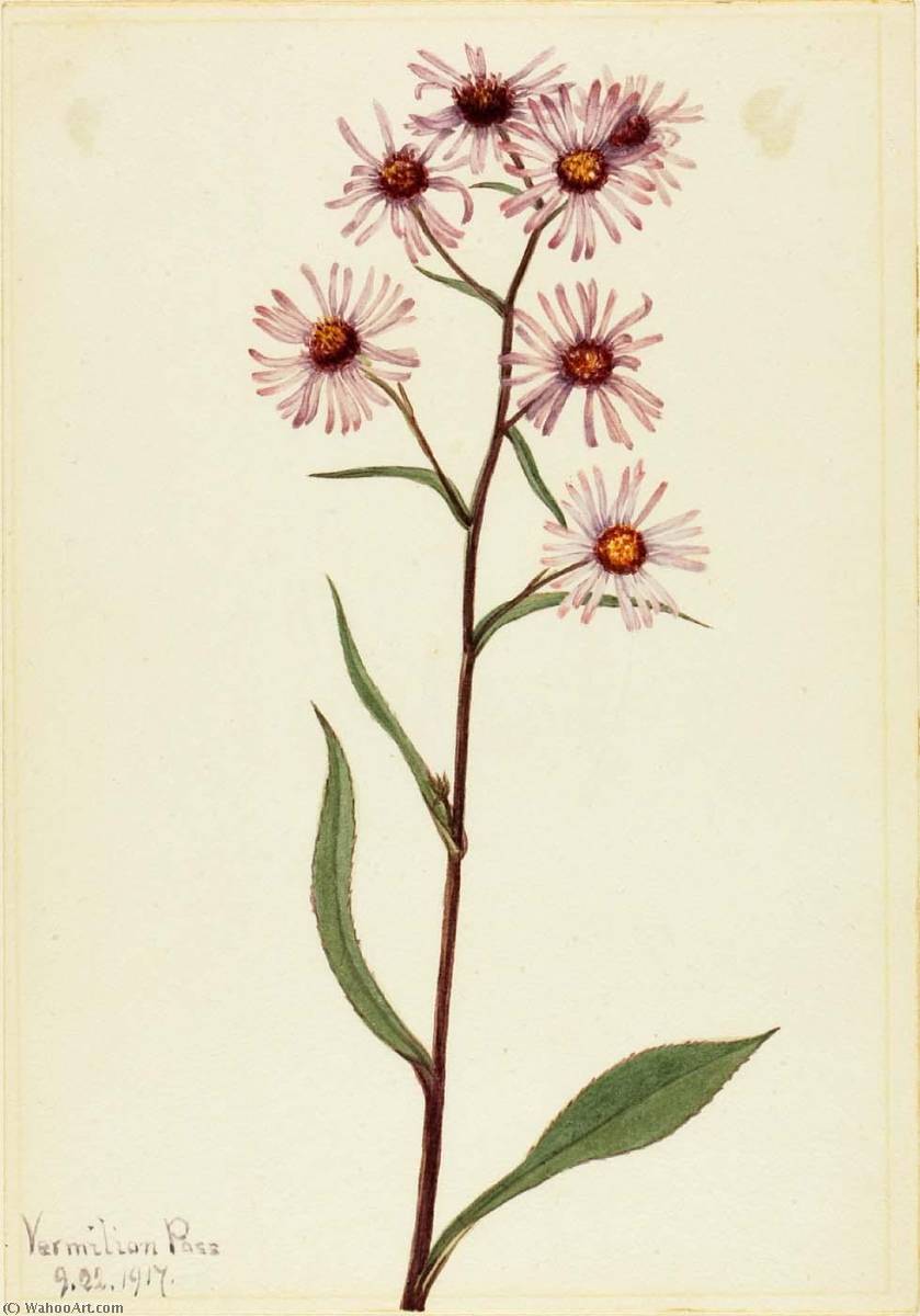 Showy Aster (aster Conspicuus) — Mary Vaux Walcott