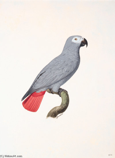 Psittacus Erithacus - — Жак Барабан