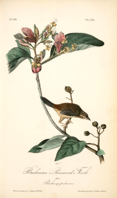Bachman's Pinewood Finch. Male. (pinckneya Pubescens) — John James Audubon