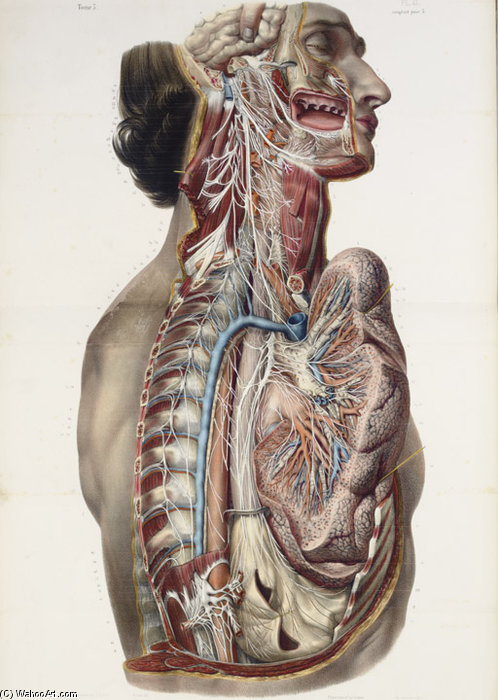 Full Anatomy Treaty Rights, Including The Medicine Procedure — Nicolas Henri Jacob