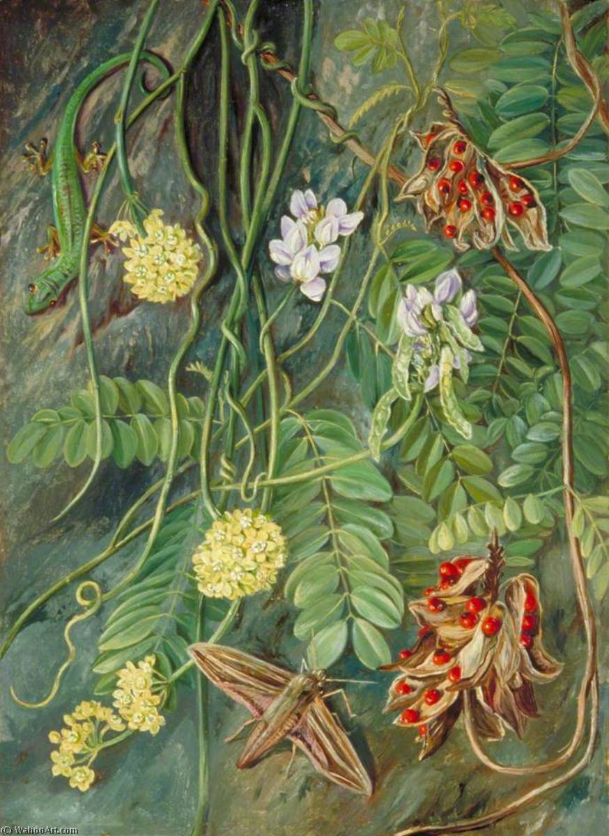 Dos Plantas Trepadoras Con Un Lagarto Y Una Polilla De Ile Aride, Seychelles — Marianne North