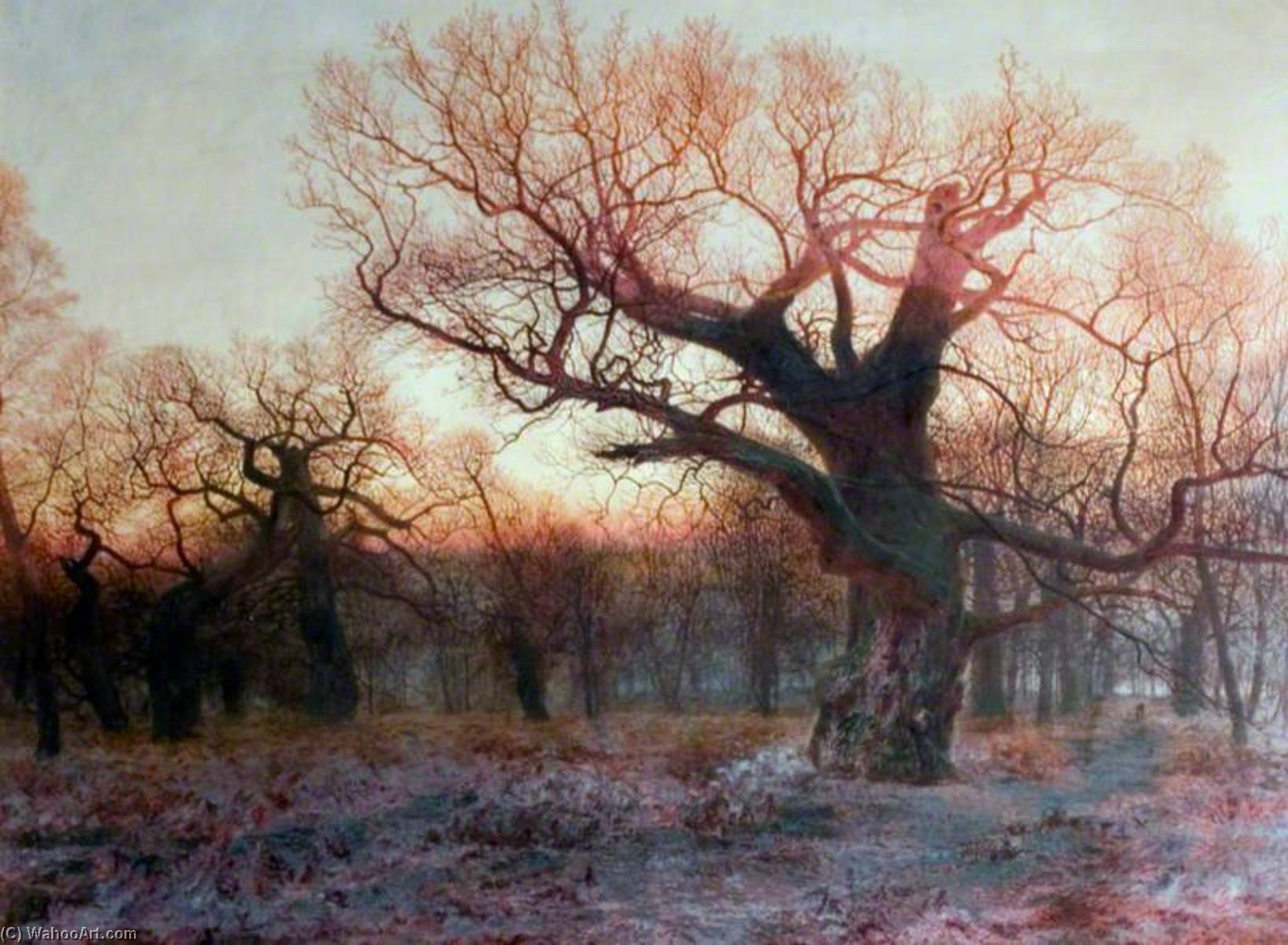 In Sherwood Forest, Nottinghamshire Winter Evening After Rain — Andrew Mccallum
