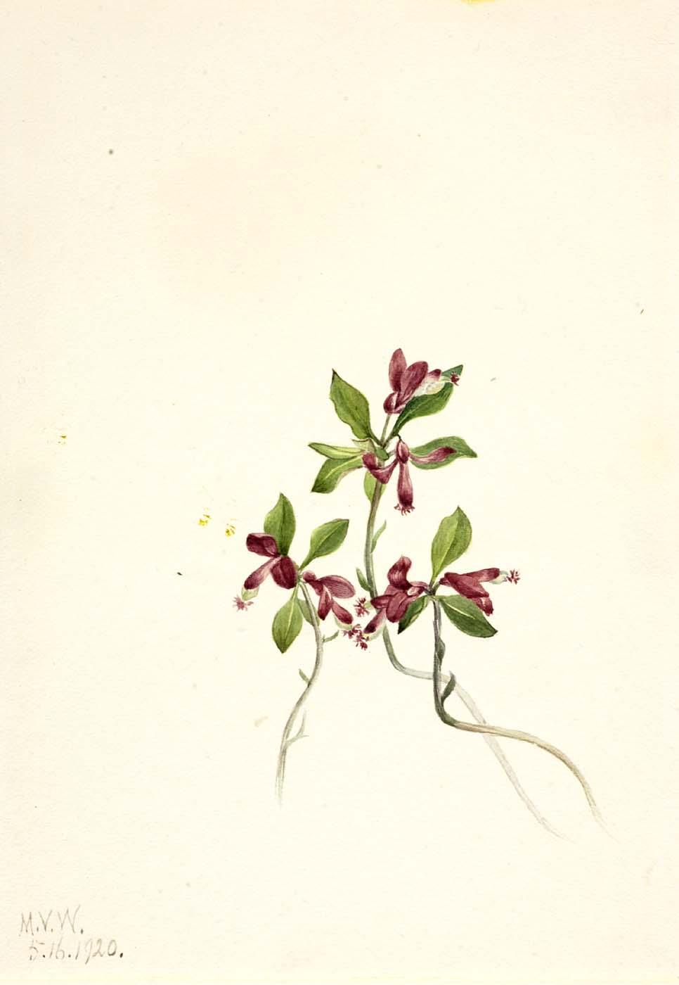 Fringed Polygala (polygala Paucifolia) — Мери Вокс Волкотт