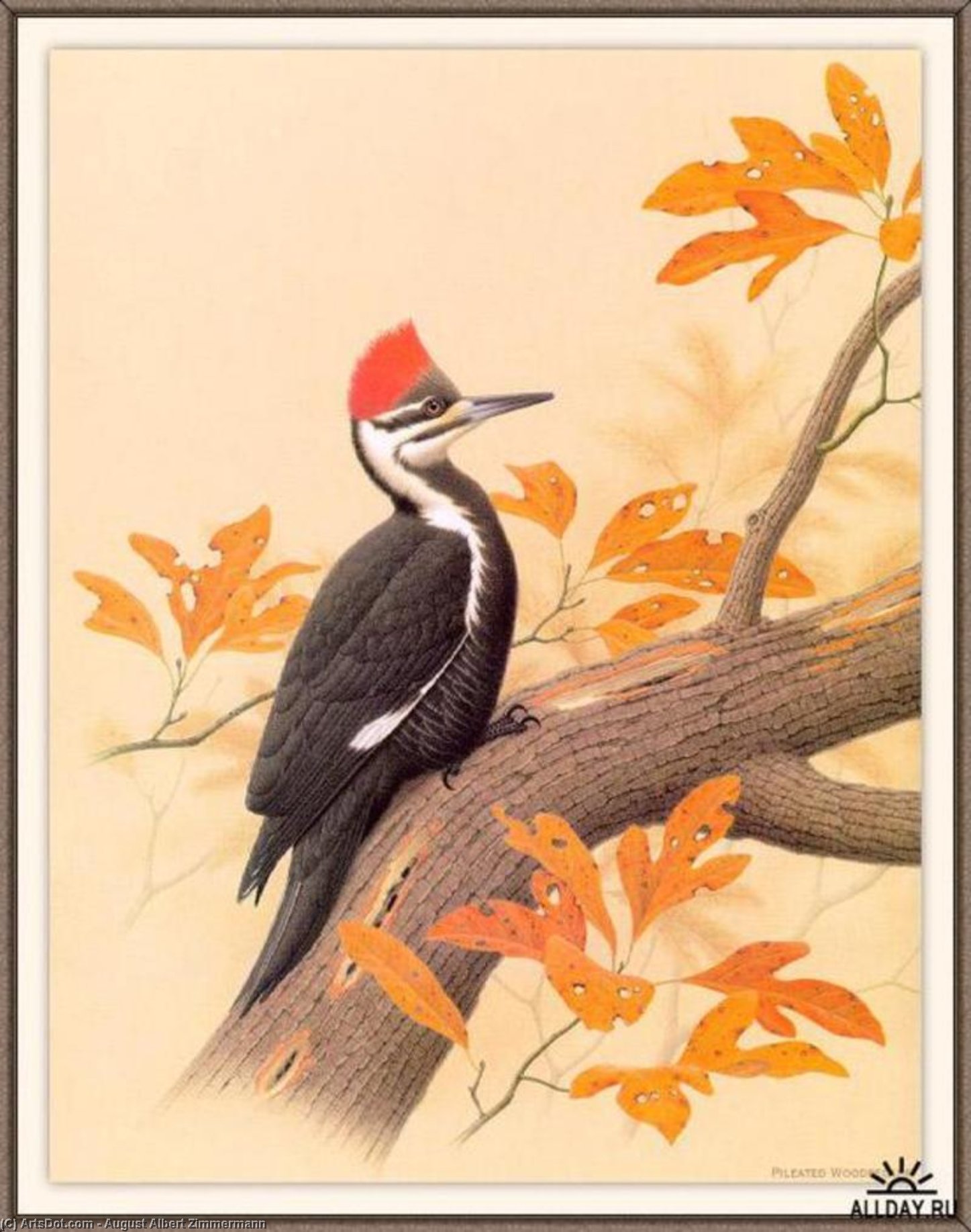 Pileated Woodpecker — August Albert Zimmermann