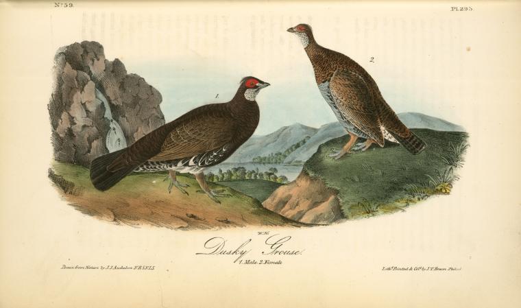 Dusky Grouse. 1. Male. 2. Female — John James Audubon