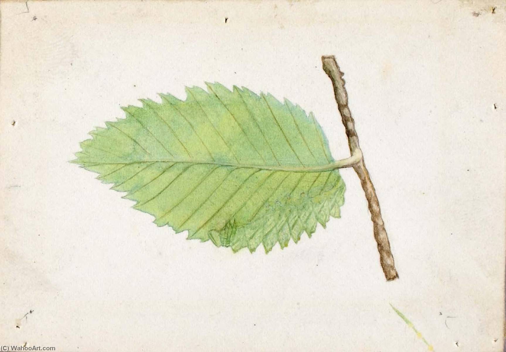Jagged Leaf Edge Caterpillar, Study For Book Concealing Coloration In The Animal Kingdom — Emma Beach Thayer