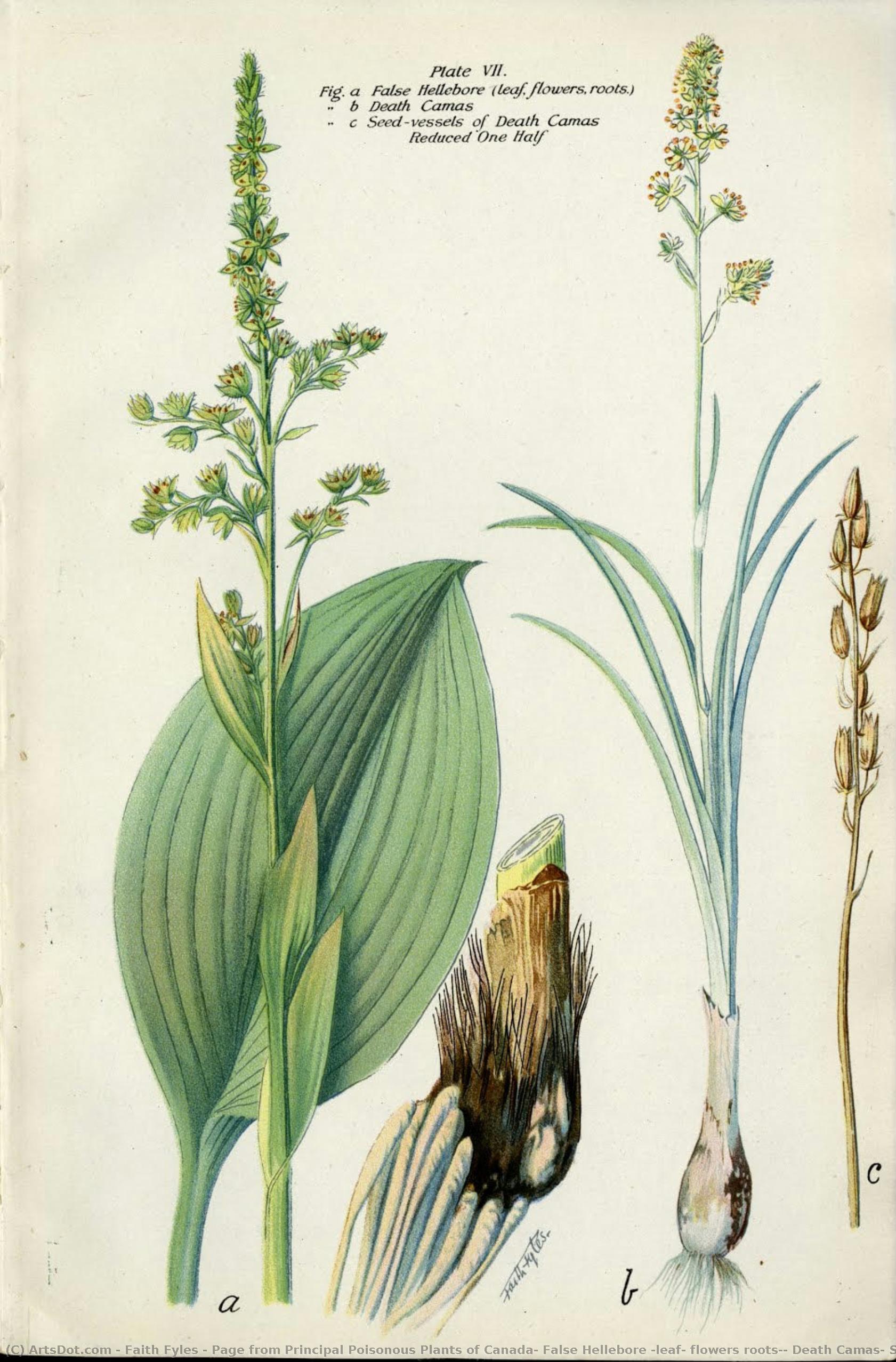 Page From Principal Poisonous Plants Of Canada; False Hellebore (leaf, Flowers Roots); Death Camas, Seed-vessels Of Death Camas. — Faith Fyles