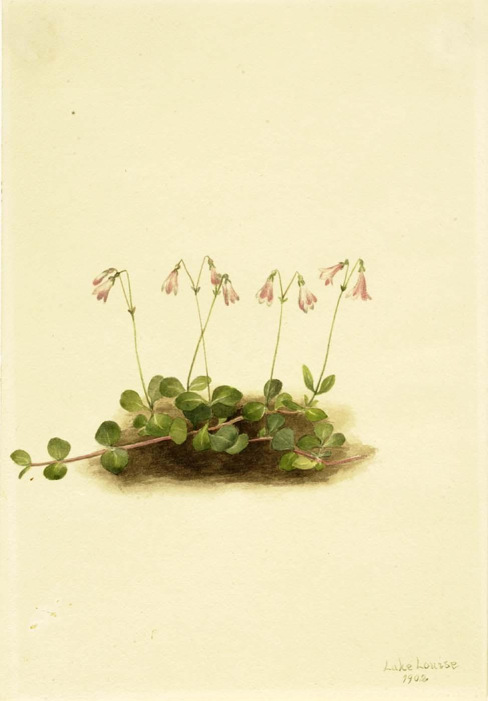 American Twinflower (linnaea Borealis Americana) — Mary Vaux Walcott