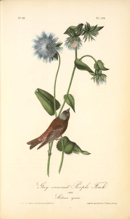 Gray-crowned Purple Finch. Male. (stocessa Cyanea.) — John James Audubon