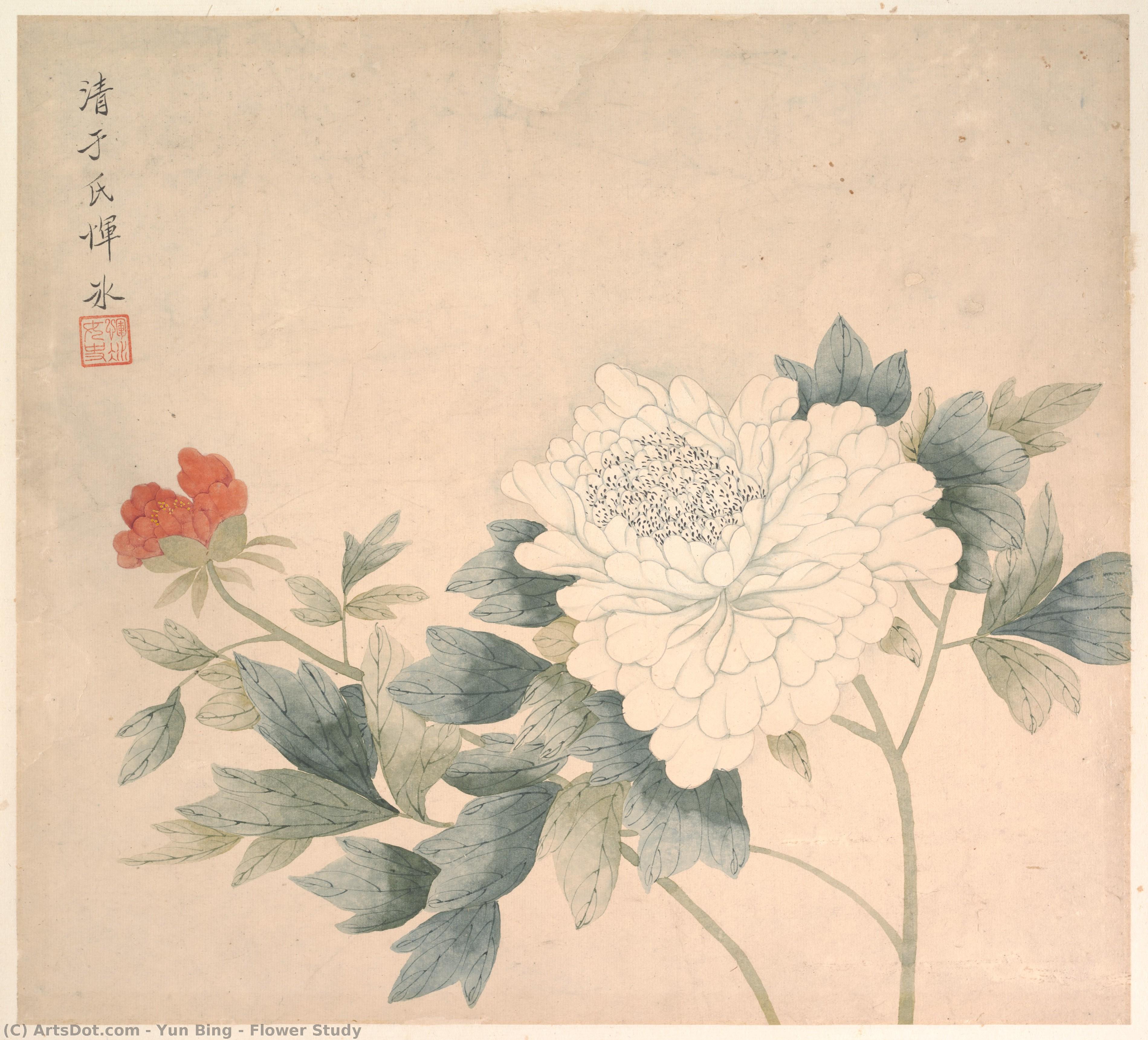 Flower Study — Yun Bing