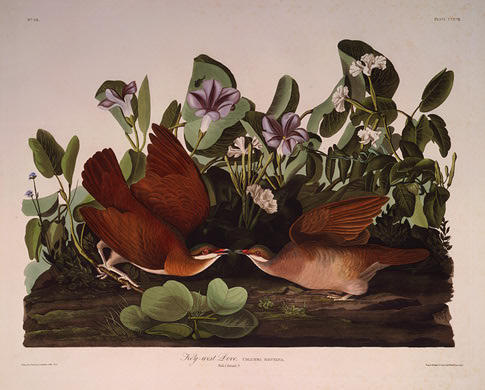 Key-west Dove — Роберт Хавелл