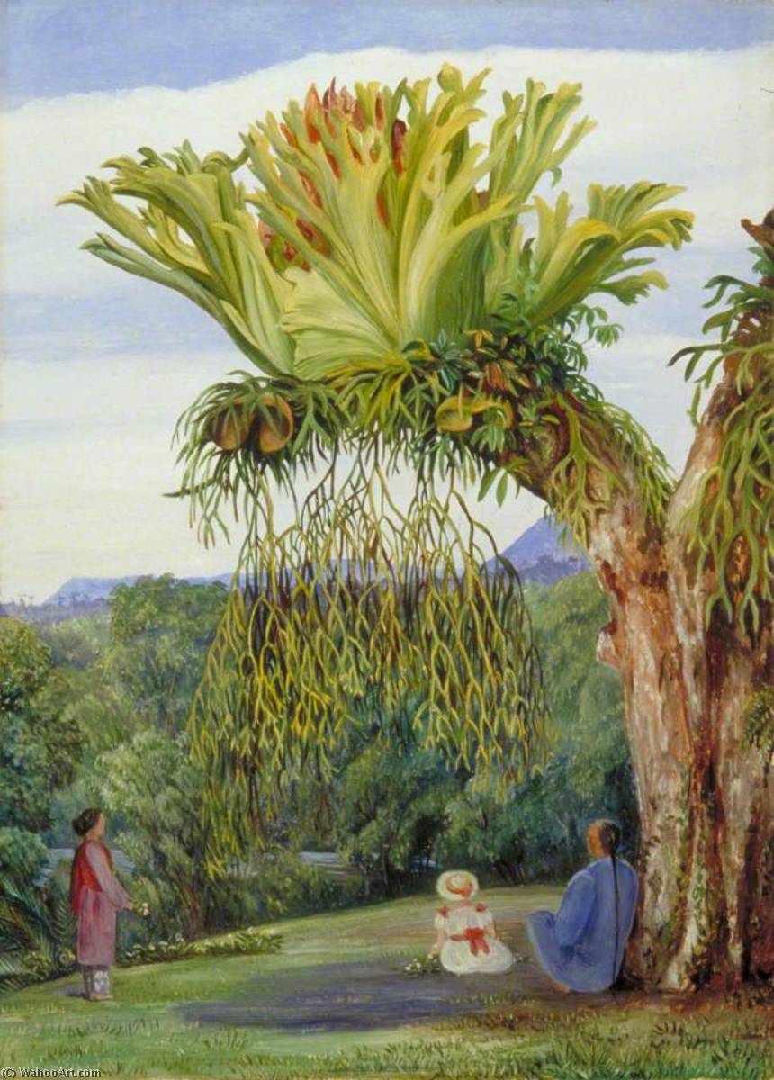Hirschblattfarn Und Der Junge Rajah Von Sarawak, Borneo, Mit Chinesischem Diener — Marianne North
