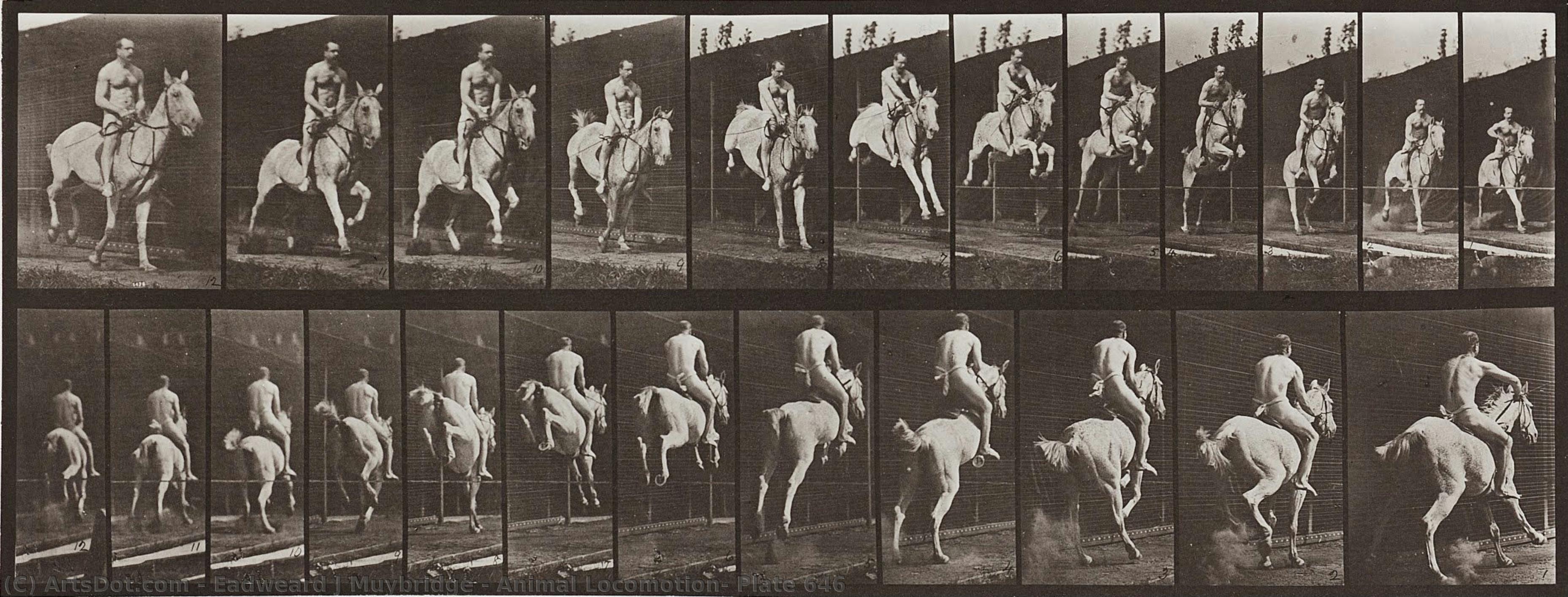 Animal Locomotion, Plate 646 — Eadweard J Muybridge
