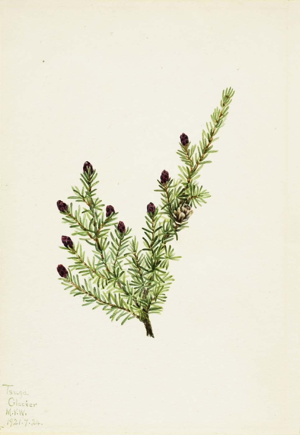 Western Hemlock (tsuga Heterophylla) — Mary Vaux Walcott