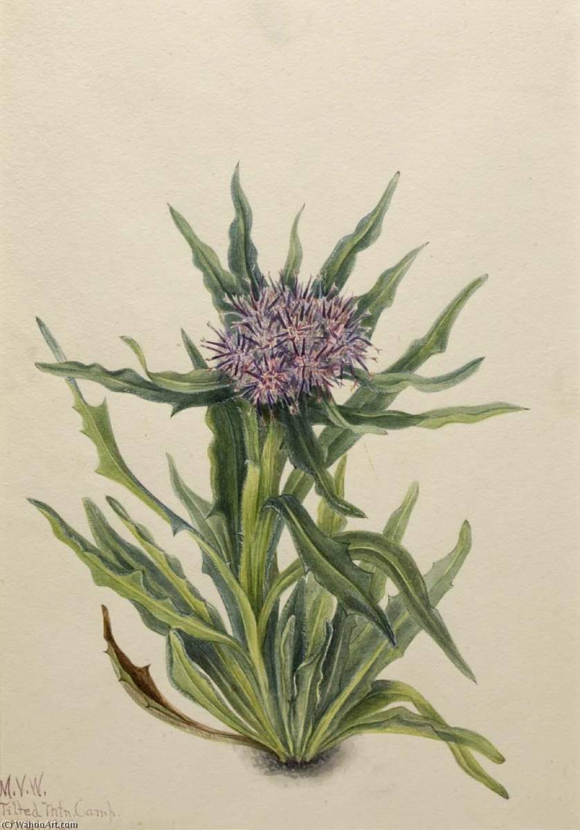 Saussurea (saussurea Densa) — Mary Vaux Walcott