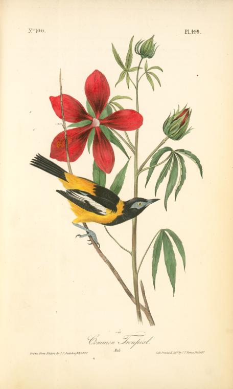 Common Troupial. Male — Джон Джеймс Одюбон