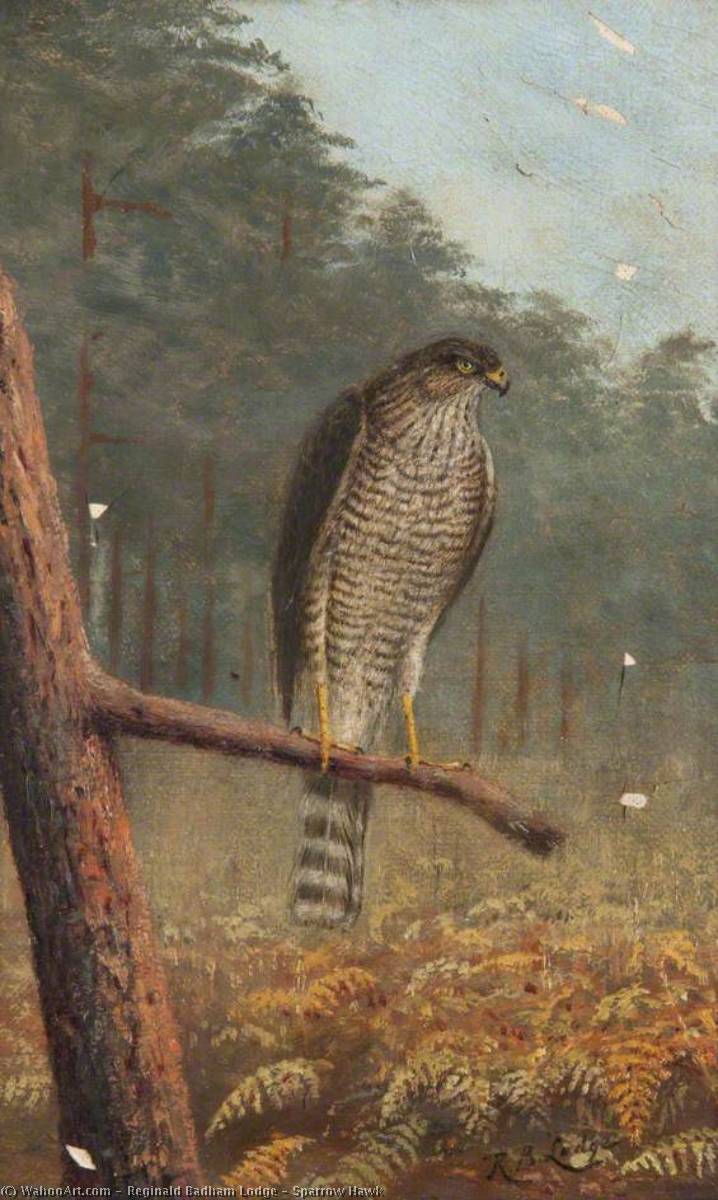 Sparrow Hawk — Reginald Badham Lodge
