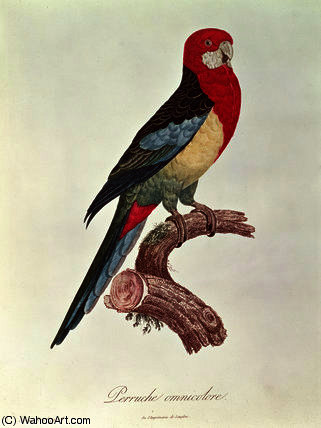 Omnicoloured Parakeet — ジャック・バラバン