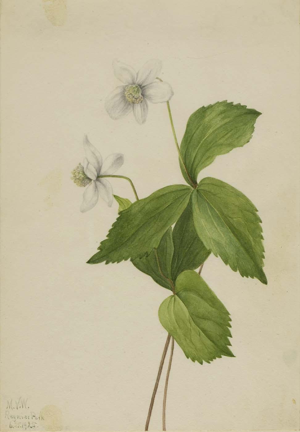 Forest Anemone (anemone Deltoidea) — Meri Moris Voks Volkot