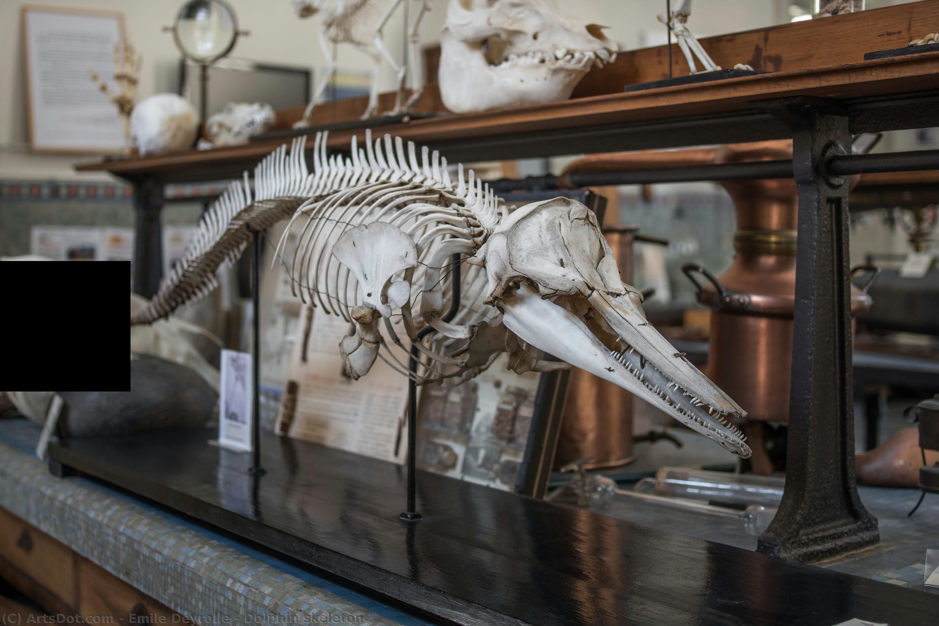 Dolphin Skeleton — Emile Deyrolle
