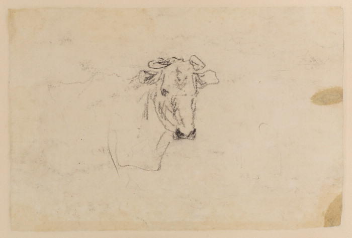Study Of Head Of A Cow — David Cox