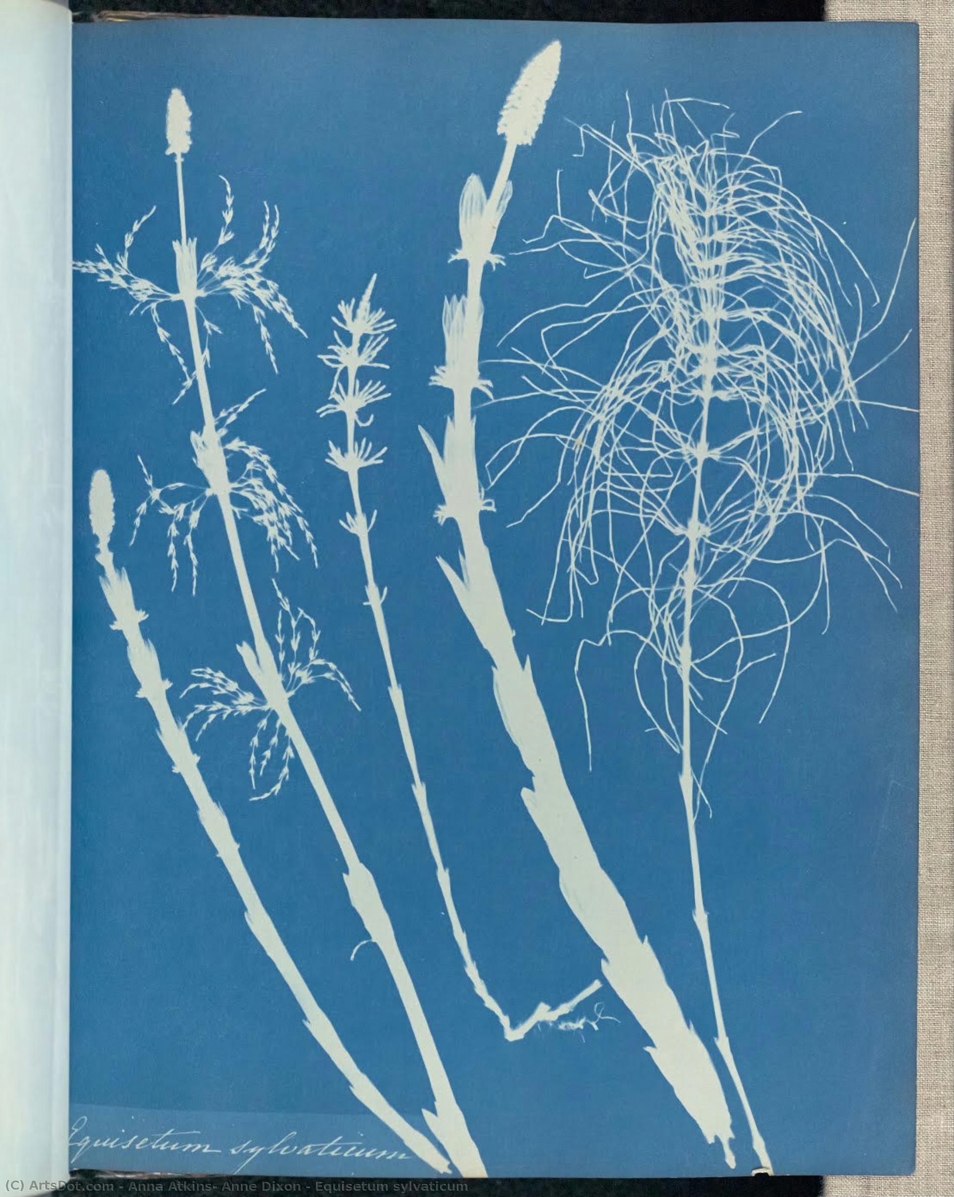 Equisetum Sylvaticum — Анна Аткинс, Энн Диксон