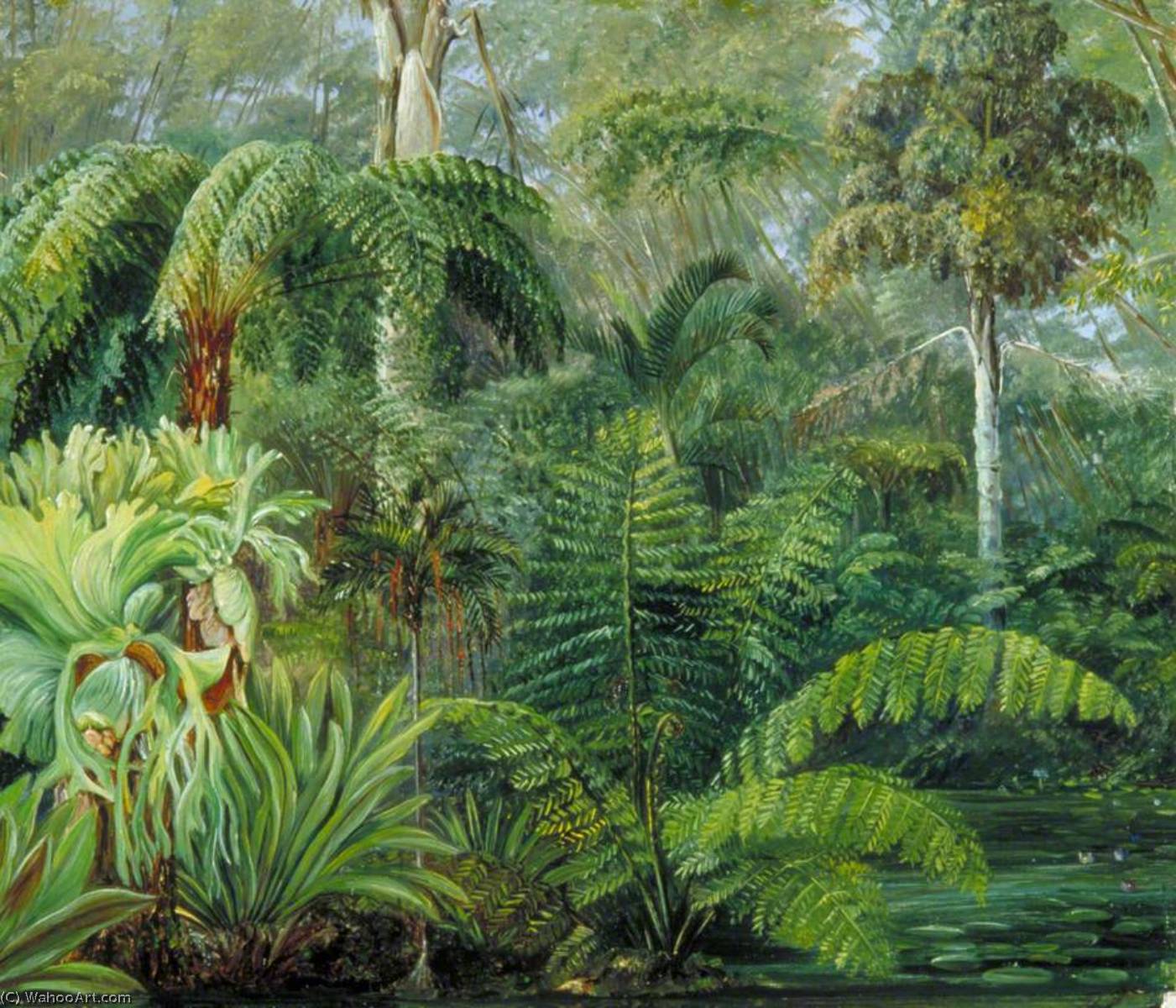 Palmen Und Farne, Eine Szene Im Botanischen Garten, Queensland — Marianne North