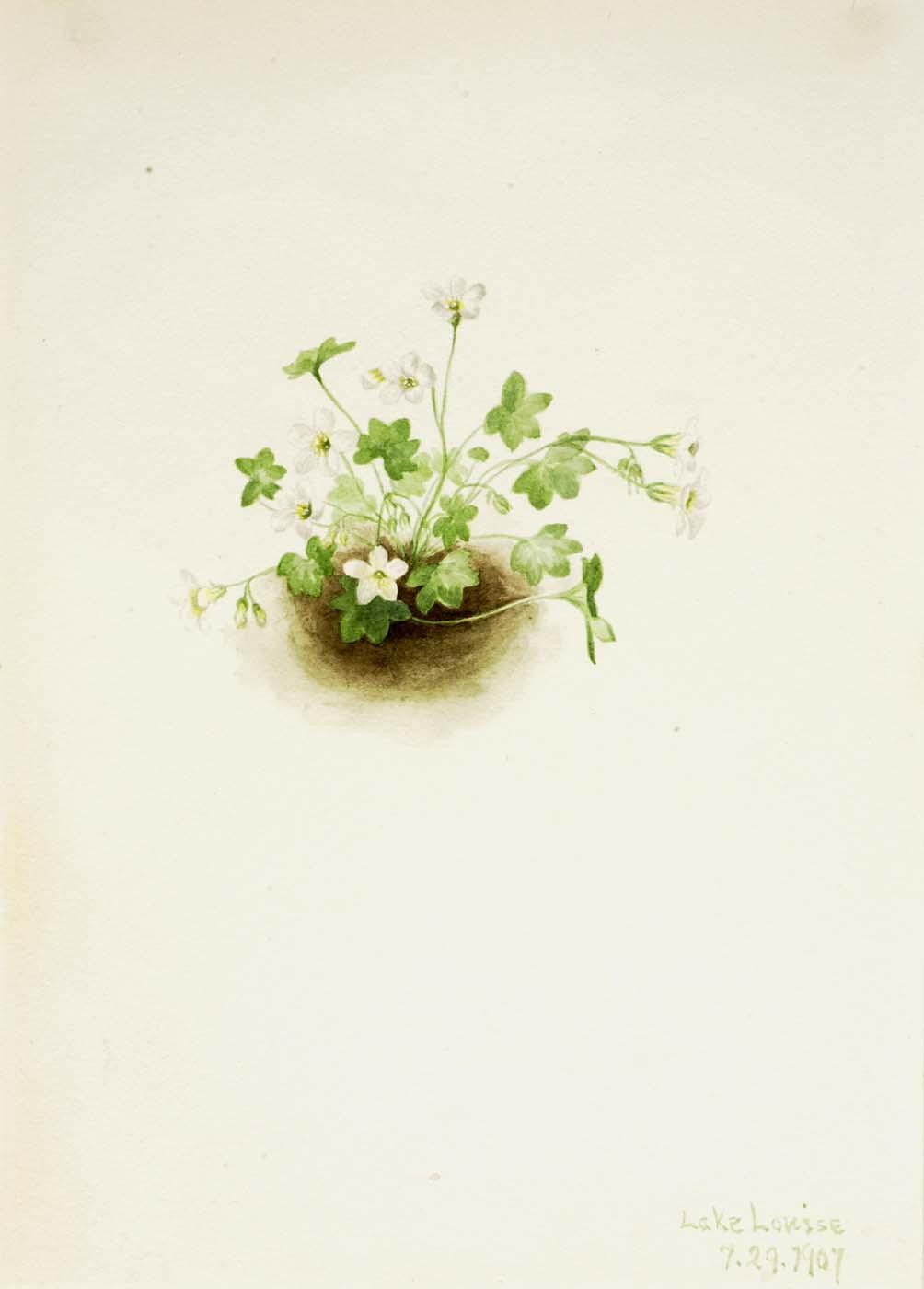 Mistmaiden (romanzoffia Sitchensis) — Mary Vaux Walcott