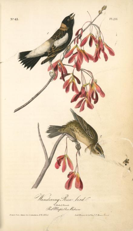 Wandering Rice-bird. 1. Male. 2. Female. (red Maple. Acer Rubrum.) — John James Audubon