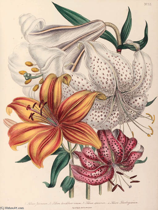 The Ladies' Flower Garden - (13) — Jane Loudon