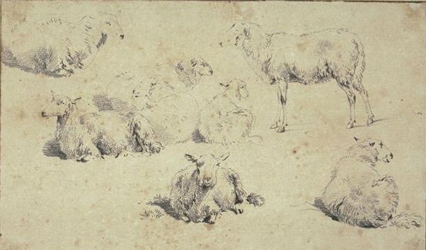 Sheet Of Eight Studies Of Sheep — Nicolaes Pietersz Berchem
