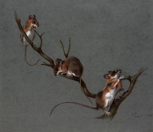 Three Field Mice — Архибальд Торборн