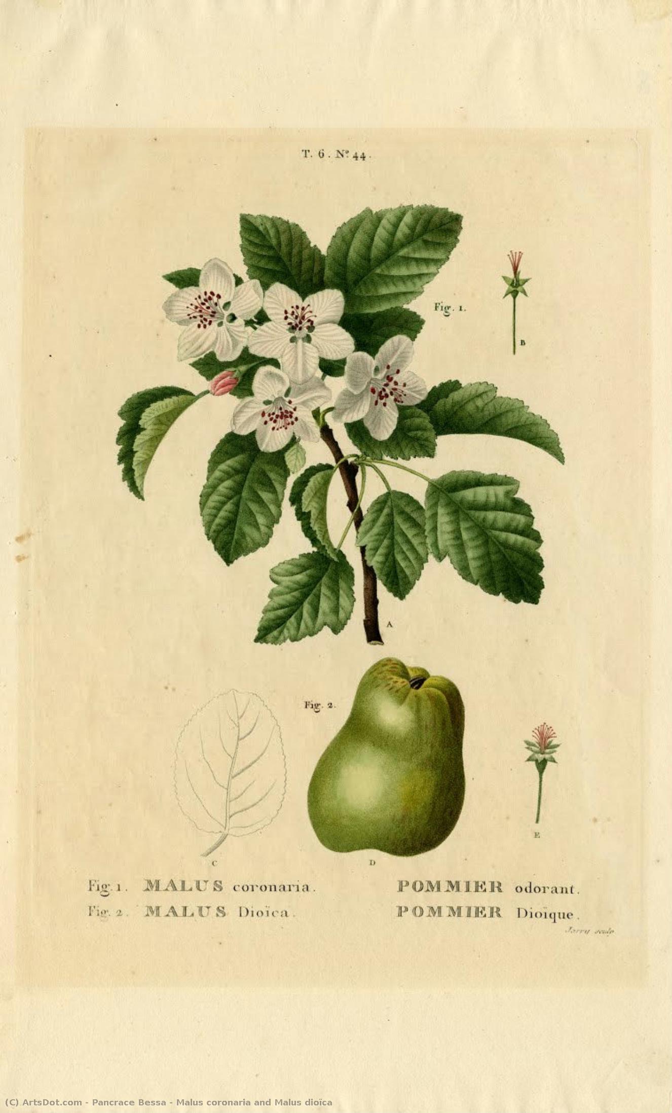 Malus Coronaria And Malus Dioïca — Pancrace Bessa
