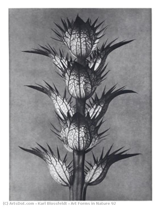 Art Forms In Nature 92 — カール・ブロッセルト