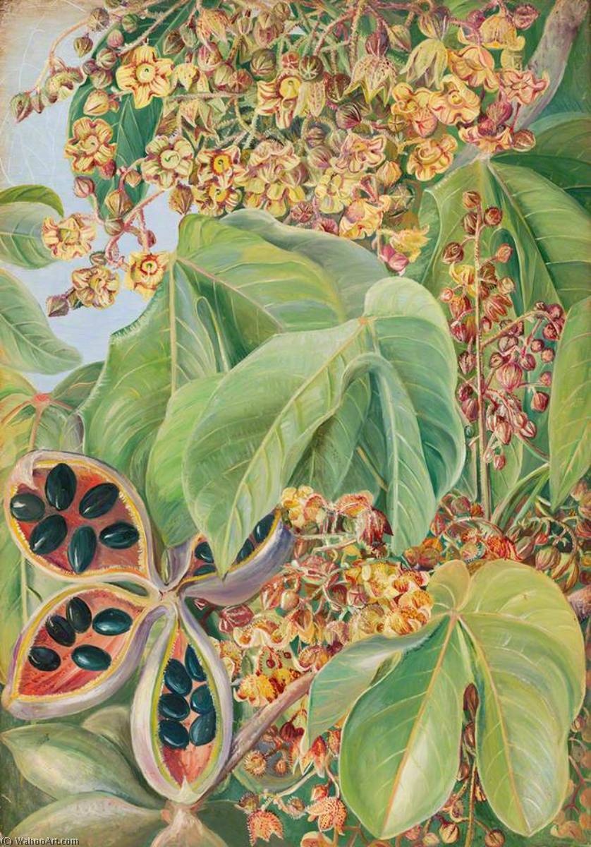 Sterculia Of Mexico — Marianne North