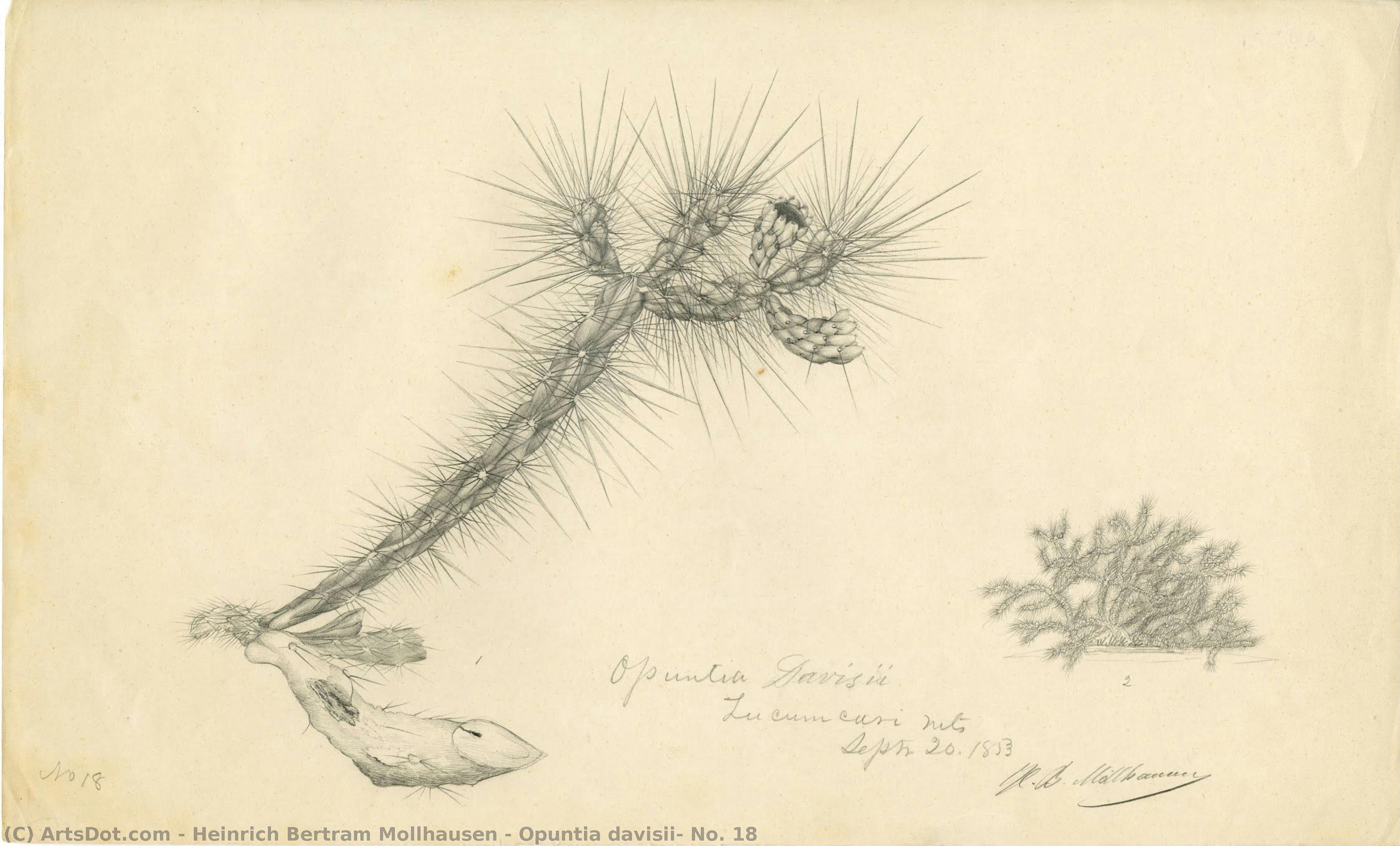Opuntia Davisii, No. 18 — Heinrich Bertram Mollhausen