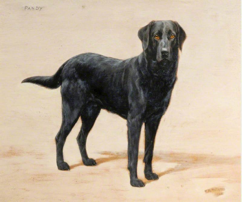 'pandy', A Black Labrador — Florence Mabel Hollams