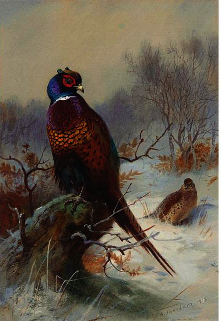 A Pair Of Pheasants 1 — Архибальд Торборн
