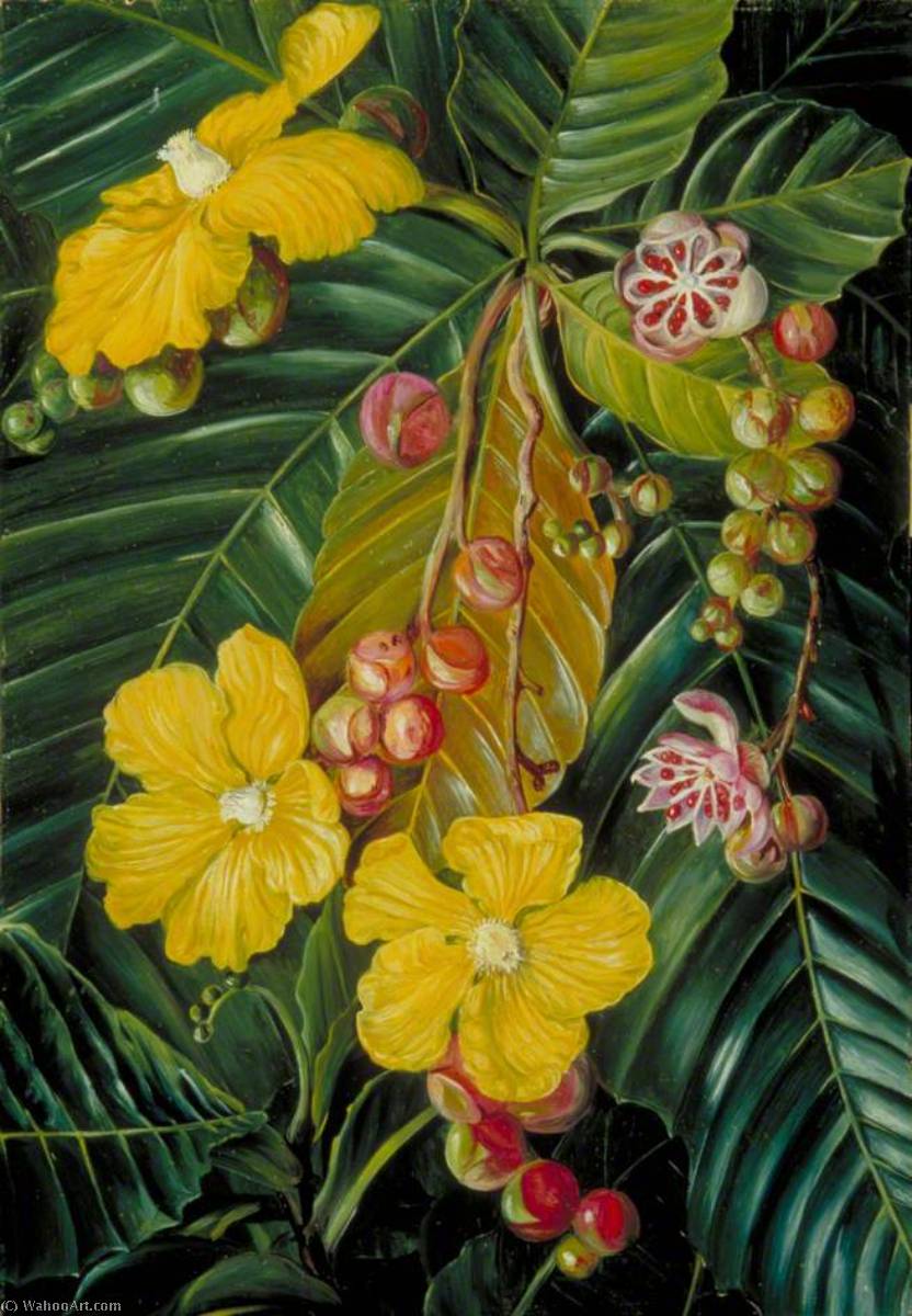 Foliage, Flowers And Fruit Of A Swamp Shrub Of Borneo — Marianne North