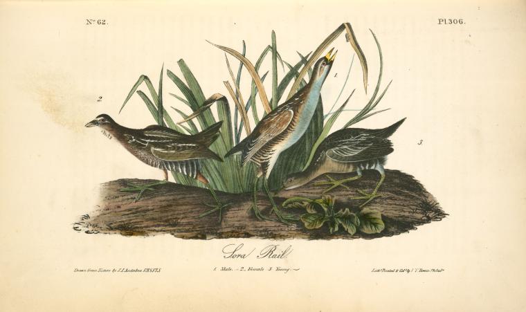 Bistrita Carunculada. 1. Macho. 2. Hembra. 3. Joven — John James Audubon