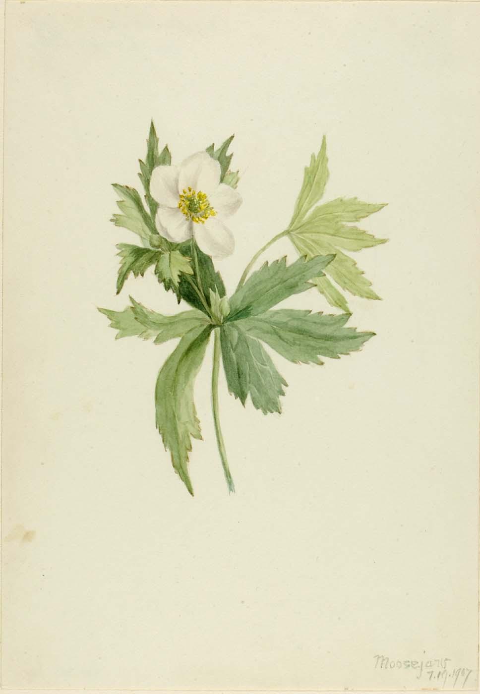 Anemone Canadensis — Mary Vaux Walcott