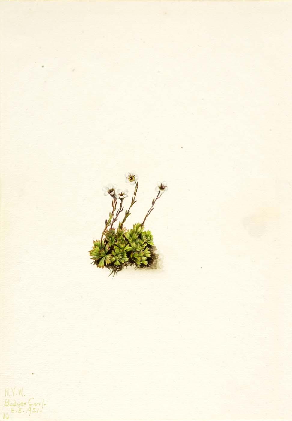Tufted Saxifrage (saxifraga Caespitosa) — Mary Vaux Walcott