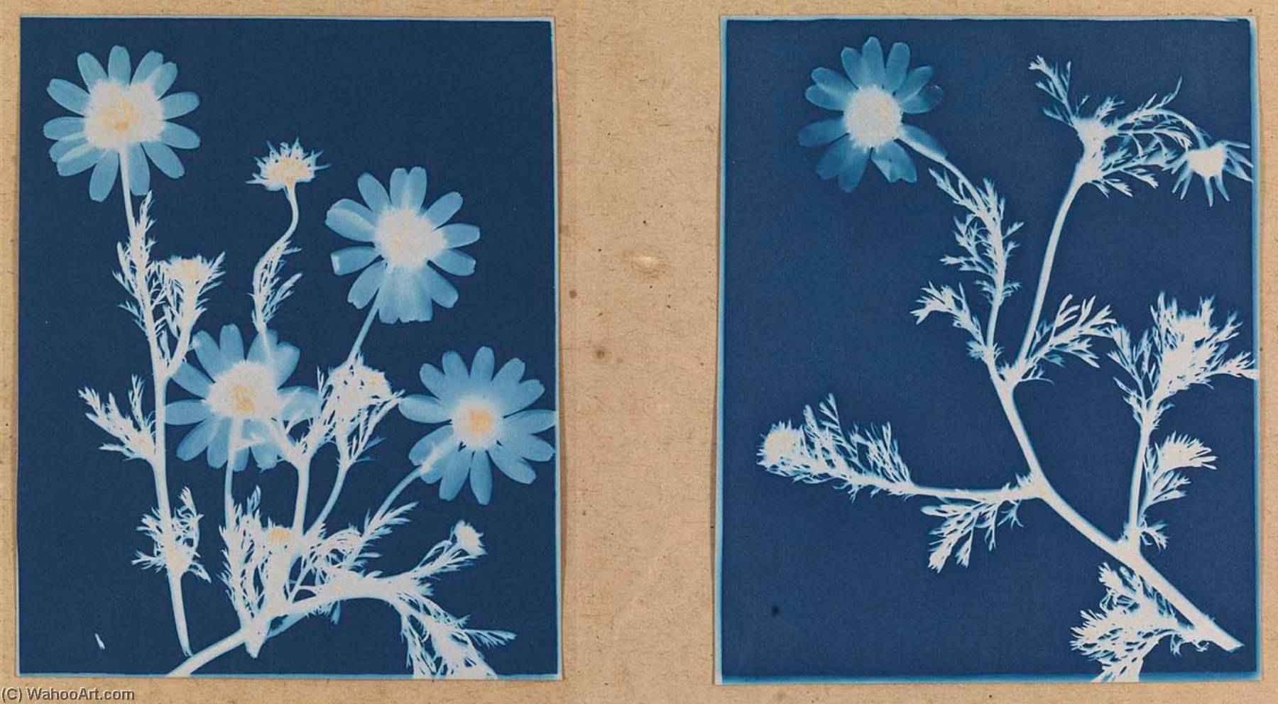 Dog Fennel, Anthemus Catula — Bertha Evelyn Jaques