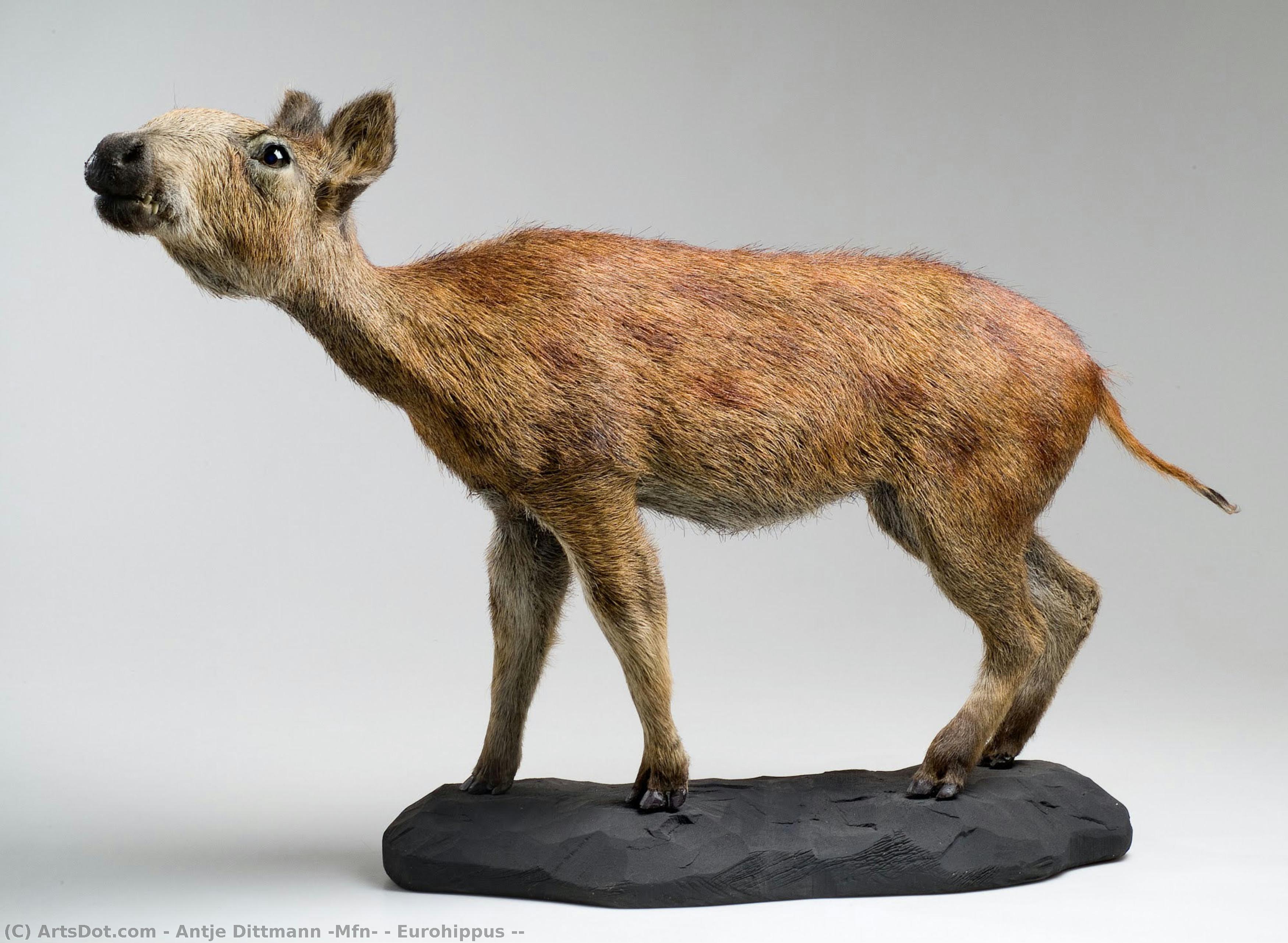 Eurohippus ( — Antje Dittmann (mfn)