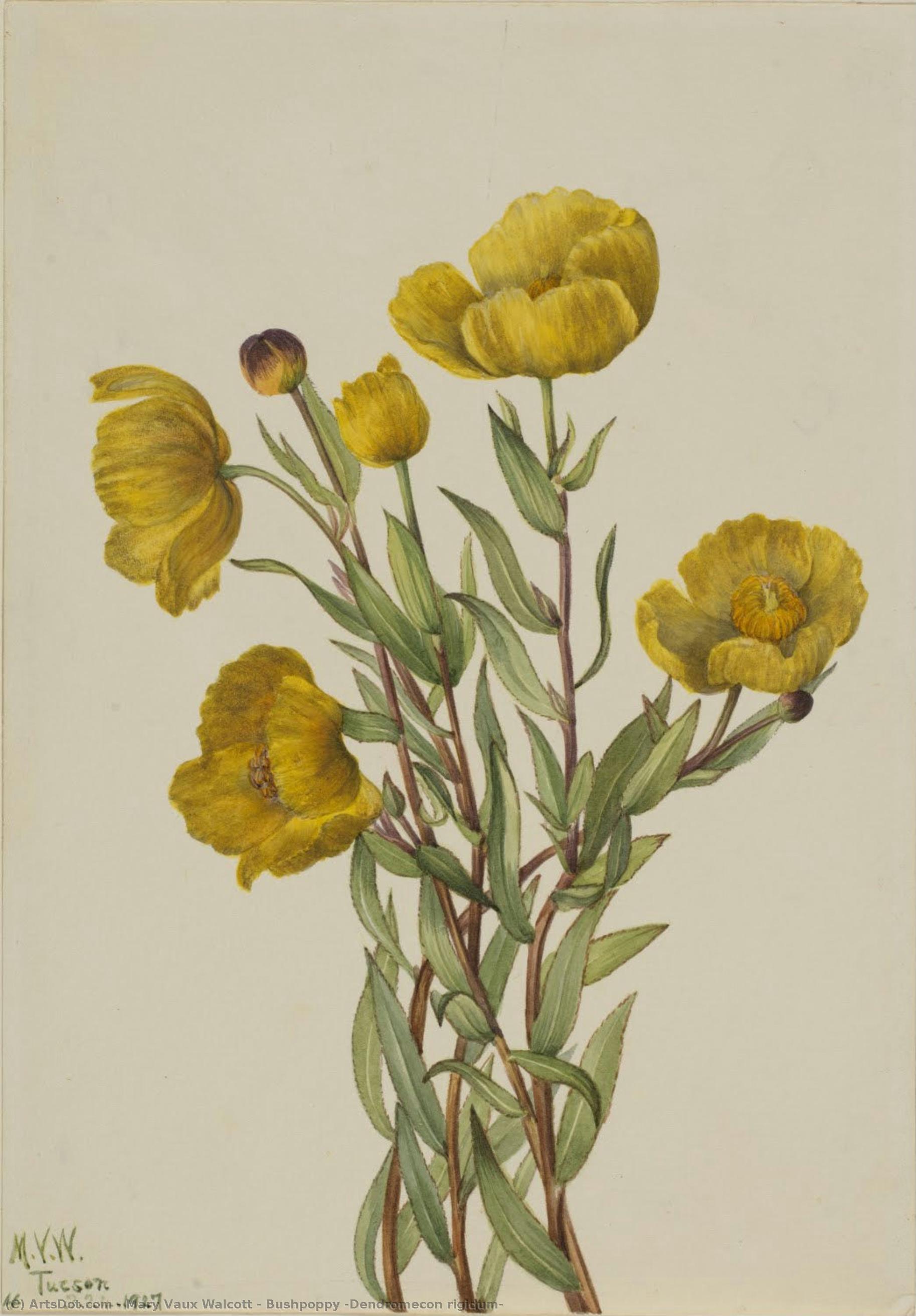 Bushpoppy (dendromecon Rigidum) — Mary Vaux Walcott