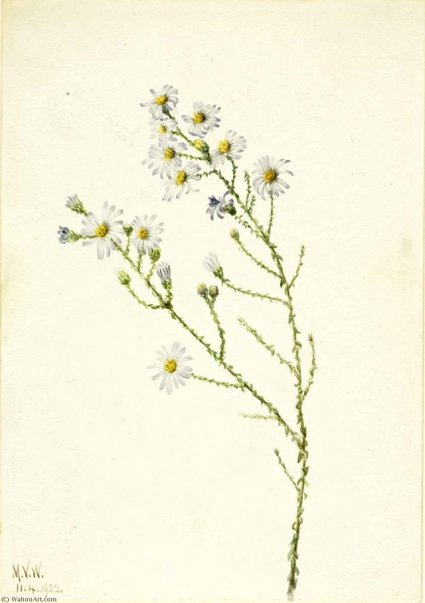 Pineland Aster (aster Squarrosus) — Mary Vaux Walcott