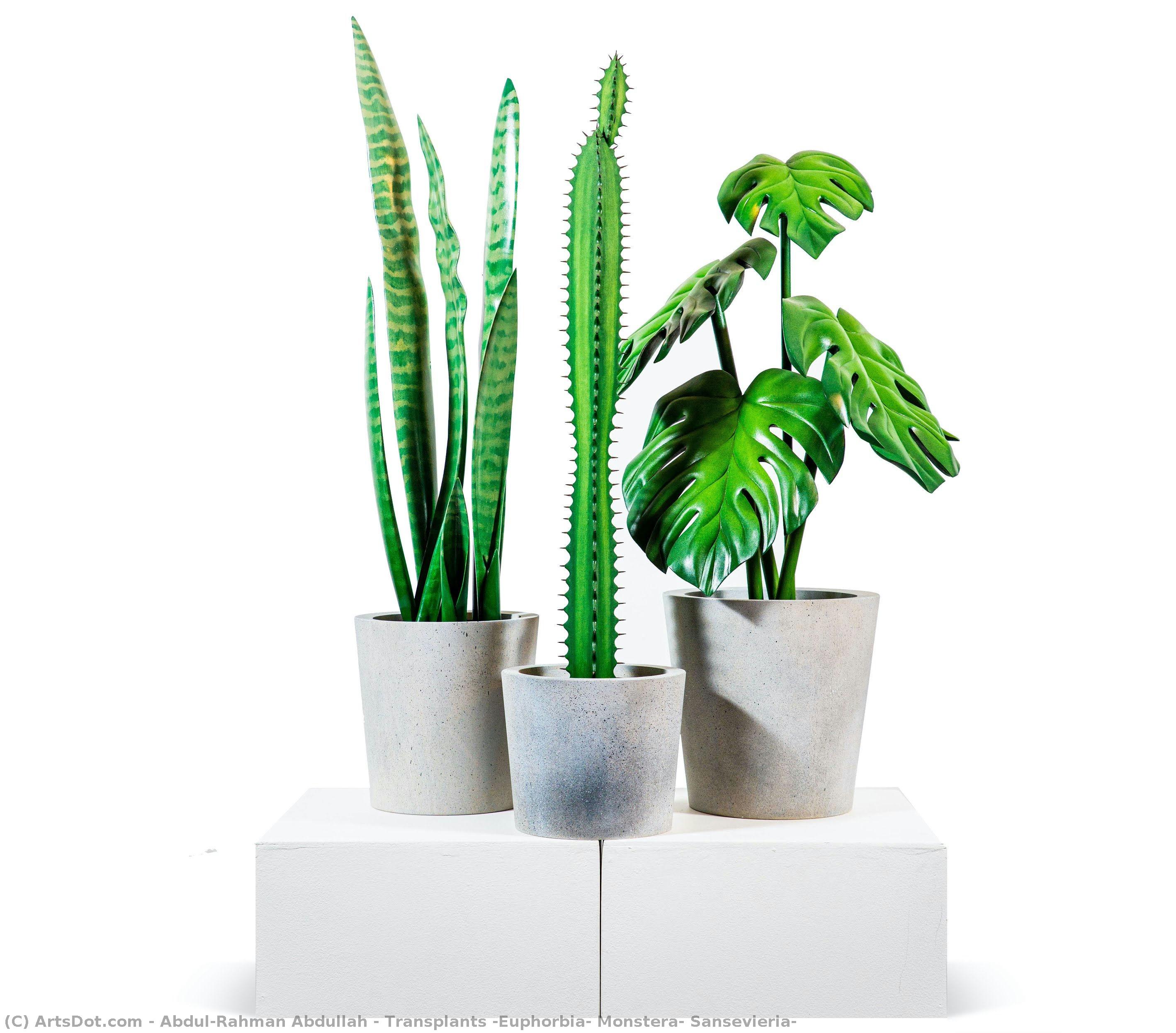 Transplants (euphorbia, Monstera, Sansevieria) — Abdul-rahman Abdullah
