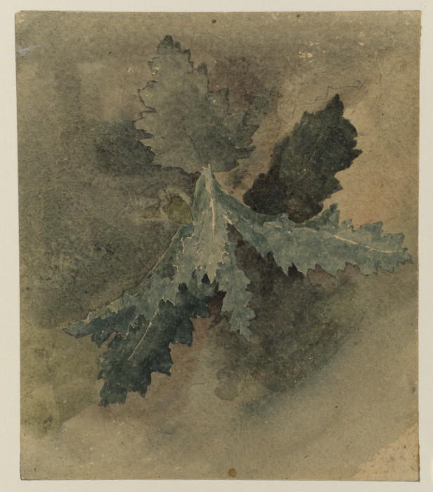 Plant Study — Дэвид Кокс