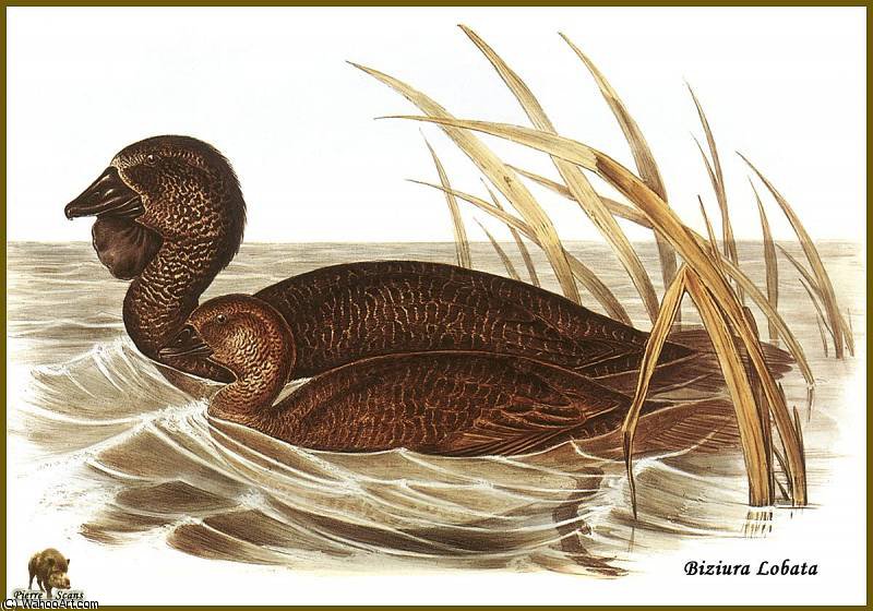 Erismature _barbillon — John Gould