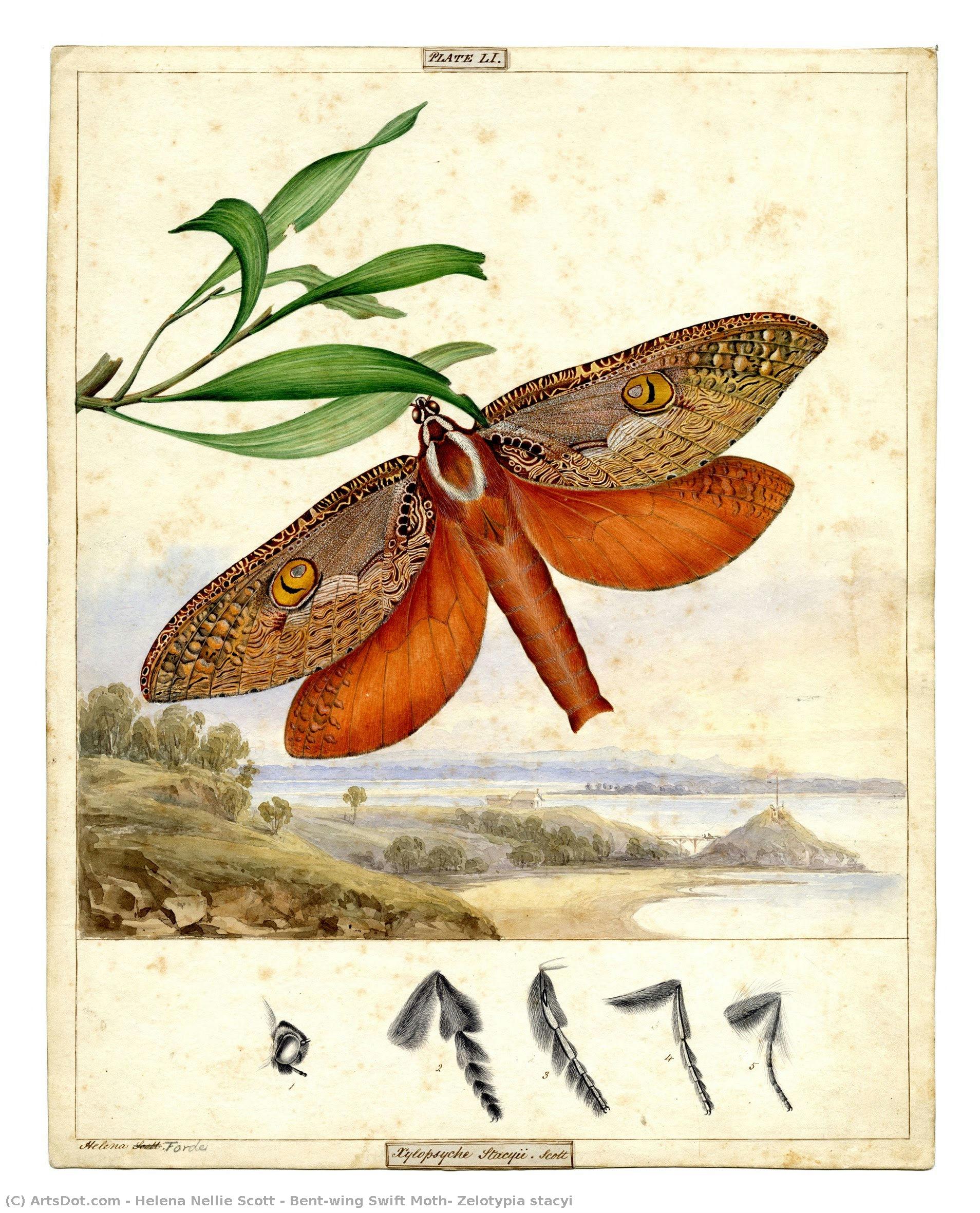 Bent-wing Swift Moth, Zelotypia Stacyi — ヘレナ・ネリー・スコット